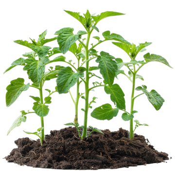 pngtree-funny-tomato-seedlings-gardening-tomato-seedlings-in-the-ground-with-fertilizers-png-image_11973669.png__PID:d802b5bb-1b5e-4aa2-8992-6eada35c8e58